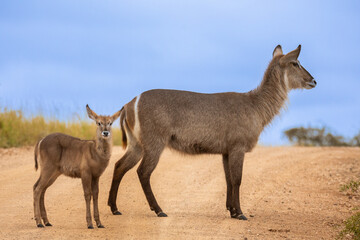 Kudu with a baby