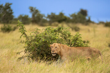 Kruger Park lioness in the bush