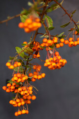 Firethorn plant (Pyracantha coccinea) with orange berries, close-up, gray background.