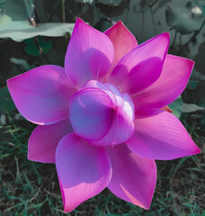 lotus flower in the garden