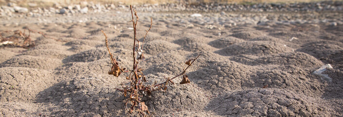 dry tree in dry soil