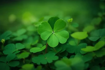 Foto op Canvas Green clover leaves on a blurred background. Shallow depth of field. © Viewvie