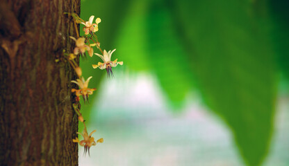 Cocoa flowers (Theobroma cacao) on growing tree trunk,Cacao flowers and fruits on cocoa tree  for...