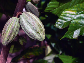 Green Cocoa pods grow on trees. The cocoa tree ( Theobroma cacao ) with fruits, Raw cocoa cacao...