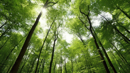 Fototapeta na wymiar Sunlight Streaming Through a Lush Green Forest Canopy