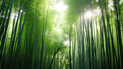 Sunlight Filtering Through a Lush Bamboo Forest