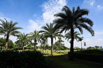 Fototapeta premium Palm Tree or Trachycarpus fortunei