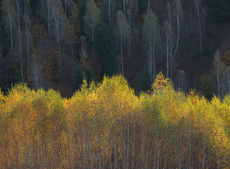 Autumn landscape of the colorful forest