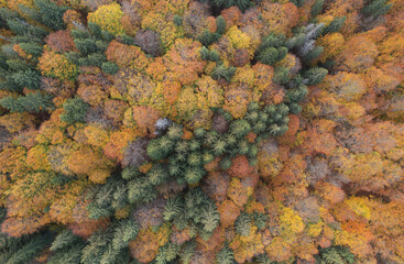 Aerial landscape above the colorful forest