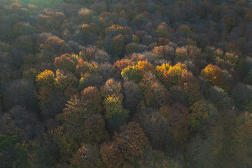 Fototapeta na wymiar Aerial top view of the colorful forest, at sunrise