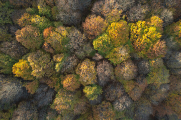 Aerial top view of the colorful forest, at sunrise