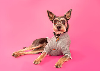 Funny dog in glasses