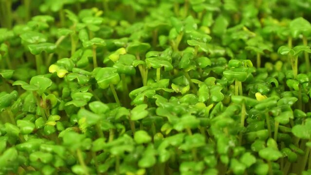 Close-up of green sprouts. Microgreen crop. Microgreens farm. Growing natural healthy microgreens. health food, baby nutrition.