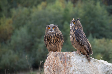 The great eagle owl (Bubo bubo) is a large species of owl in the Strigidae family. It is the largest European owl.