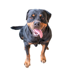 Dog rottweiler sitting and looking up with tongue wagging. Friendly pet dog. Isolated, transparent background.