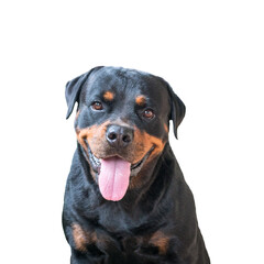 Portrait of dog rottweiler with tongue wagging. Isolated, transparent background.