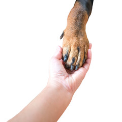 Close up view of human hand holding the paw of a dog. Top view. Isolated, transparent background.