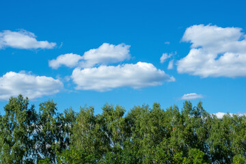 Green forest and blue sky. White clouds over trees.