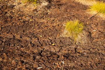 Dried out peat land in National Park Sumava, Czech Republic - 678655412