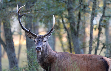 Portrait of an adult male red deer (Cervus elaphus) in a mediterranean forest. Deer with uneven antlers in south european environment early in the morning. Deer rutting season in Sanabria, Spain.