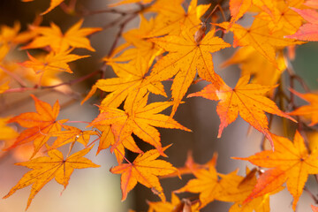 綺麗に色づいたもみじの葉