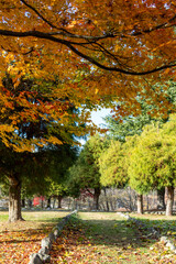 公園と紅葉