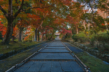 京都 毘沙門堂 参道の秋景色