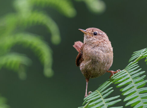 Portrait of a cute and tiny eurasian wren (Troglodytes troglodytes) perched on a fresh green fern with natural forest background. Small wild garden bird background image. Asturias, Spain.