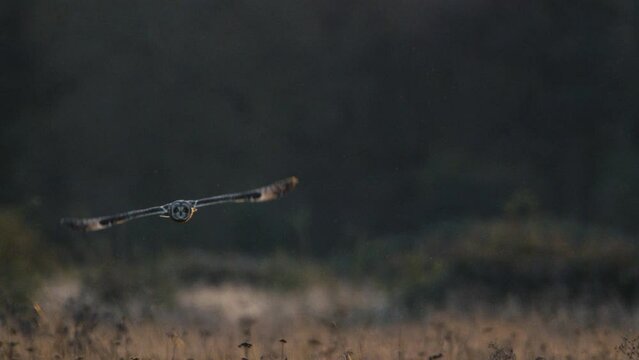 A short eared owl flying and hunting in beautiful evening light in a field in the UK