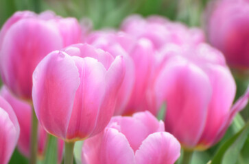 Tulipa gesneriana, a tulip field at spring, hk