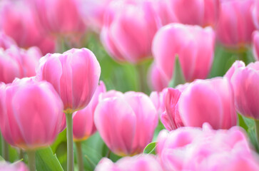 a pink tulip field at spring, hk