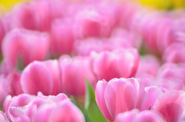 a pink tulip field at spring, hk