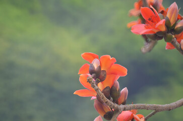 Cotton Tree, the spring nature at hong kong