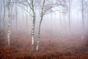 Birches and Bracken in the Mist