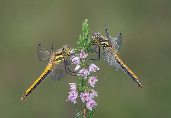 Female Black Darters