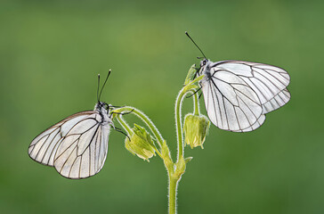 Black-veined Whites