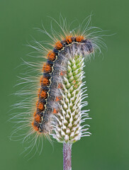 Small Oak Eggar moth caterpillar