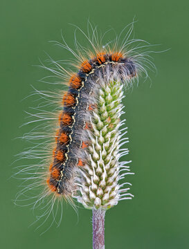 Small Oak Eggar moth caterpillar