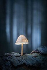 mushroom in the forest