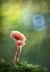 Mushrooms in soft focus