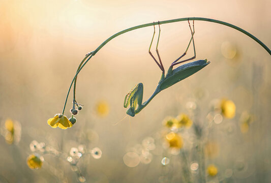 Praying Mantis at dawn
