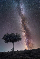 Milky Way over a tree