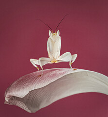praying mantis on a petal