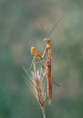 European Praying Mantis