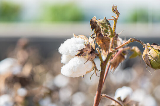 Organic Cotton plant growing at the field. Cotton flower on a field in sunny weather.
