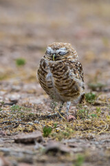 Burrowing Owl perched, La Pampa Province, Patagonia, Argentina.