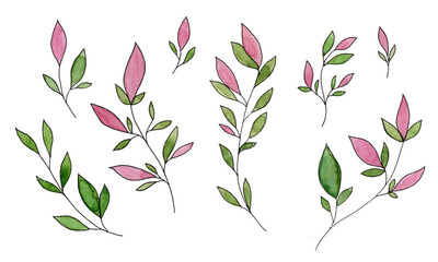 A simple botanical set of watercolor flowers and leaves. A set of wildflowers