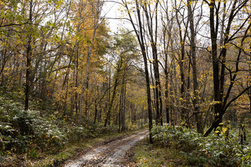 Obraz premium path in the forest