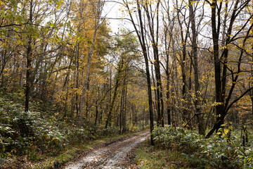 path in the forest