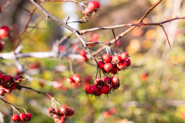 Red hawthorn berries on the branches